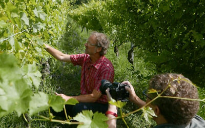 Biowein-Marketing: Erfolgreich bestehen als Bio-Weingut 2025